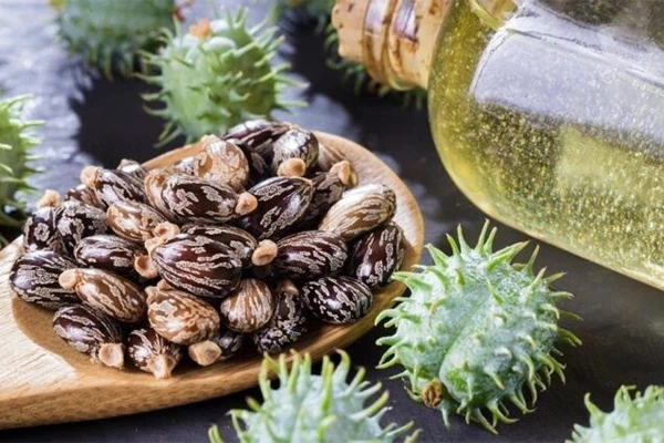 روغن کرچک: راهکاری سنتی برای افزایش ضخامت و حجم مو